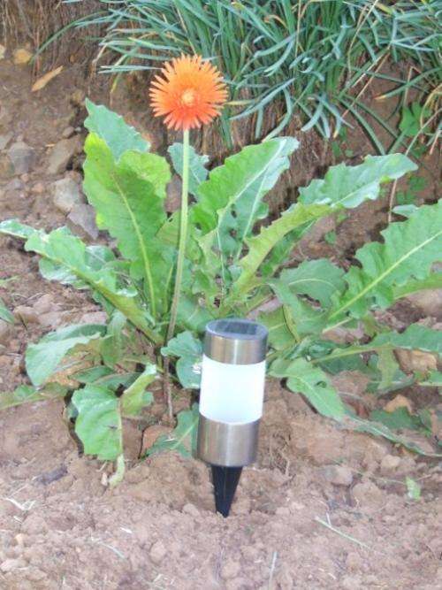 Stainless steel solar light, set of two lights.